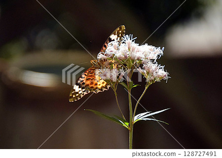 A swallowtail butterfly playing with a Japanese lily 128727491
