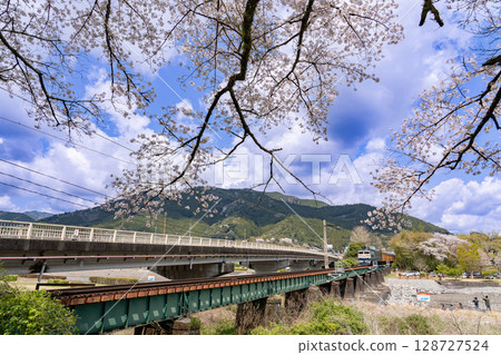 靜岡縣家山 盛開的櫻花和經過大井川鐵道家山橋的火車 靜岡縣家山 盛開的櫻花和經過大井川鐵道家山橋的火車 128727524