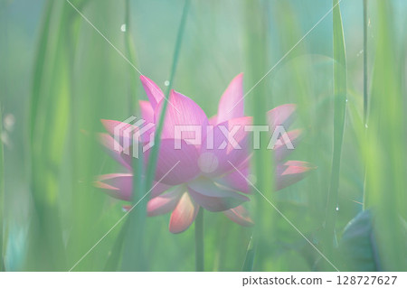 Lotus flower in the early morning light Lotus flower in the early morning light 128727627