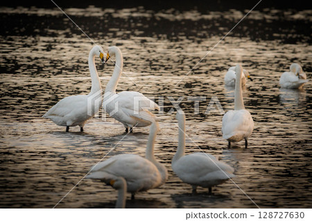 日落時兩隻天鵝呈心形 128727630