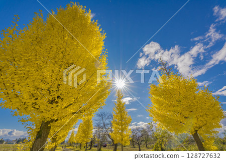 藍天白雲下,一排銀杏樹泛黃 藍天白雲下,一排銀杏樹泛黃 128727632
