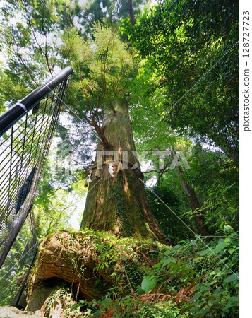 Mount Takao, Takosugi, Tokyo 128727723