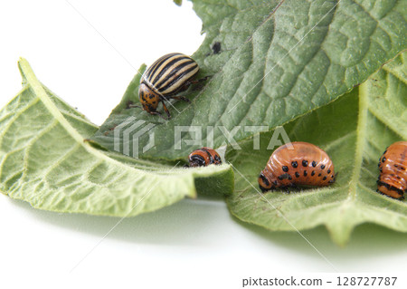 Colorado potato beetle and larvae eating potato leaves 128727787