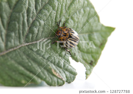 Colorado potato beetle eating potato leaves in cultivated field Colorado potato beetle eating potato leaves in cultivated field 128727788