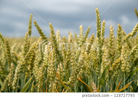 The image features a close up view of a wheat field under a cloudy sky, during the summer. The image features a close up view of a wheat field under a cloudy sky, during the summer. 128727793