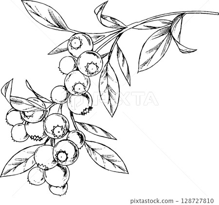 Pen-drawn illustration of blueberries 1 Pen-drawn illustration of blueberries 1 128727810