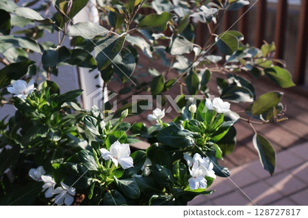 西部胡蘿蔔和白色長春花的混合物 西部胡蘿蔔和白色長春花的混合物 128727817