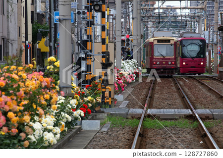 Toden Arakawa Line with blooming roses 128727860