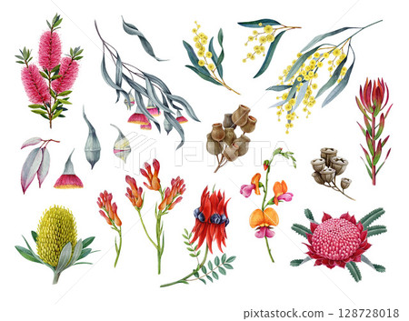 Australia native flowers and plant element set watercolor illustration. Hand drawn banksia, golden wattle, waratah flower, desert pea, gum tree branch, brush tree elements on white background 128728018