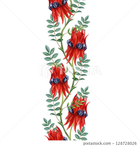 Sturt's desert pea seamless border decor on white background. Hand drawn vintage style botanical illustration. Swainsona formosa Australia native blooming plant. Australian wildflower flora element Sturt's desert pea seamless border decor on white background. Hand drawn vintage style botanical illustration. Swainsona formosa Australia native blooming plant. Australian wildflower flora element 128728026