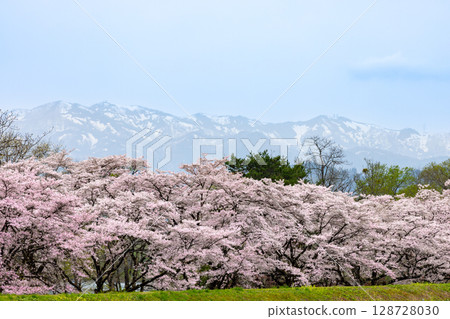 Nebori, Shizukuishi-cho, Iwate-gun, Iwate Prefecture. Scenery of Yoshino cherry trees at Shizukuishikawa Park, a famous spot for cherry blossoms, and Mt. Komagatake in Akita with lingering snow. Nebori, Shizukuishi-cho, Iwate-gun, Iwate Prefecture. Scenery of Yoshino cherry trees at Shizukuishikawa Park, a famous spot for cherry blossoms, and Mt. Komagatake in Akita with lingering snow. 128728030