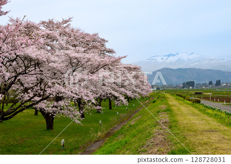 岩手縣岩手郡雫石町根堀、櫻花名勝雫石川公園的吉野櫻和秋田的駒嶽山的殘雪景色。 岩手縣岩手郡雫石町根堀、櫻花名勝雫石川公園的吉野櫻和秋田的駒嶽山的殘雪景色。 128728031