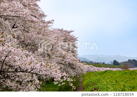Nebori, Shizukuishi-cho, Iwate-gun, Iwate Prefecture. Scenery of Yoshino cherry trees at Shizukuishikawa Park, a famous spot for cherry blossoms, and Mt. Komagatake in Akita with lingering snow. Nebori, Shizukuishi-cho, Iwate-gun, Iwate Prefecture. Scenery of Yoshino cherry trees at Shizukuishikawa Park, a famous spot for cherry blossoms, and Mt. Komagatake in Akita with lingering snow. 128728034