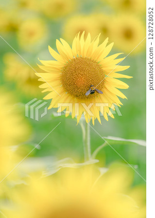 Sunflowers and bees in a sunflower field with a soft background Sunflowers and bees in a sunflower field with a soft background 128728052