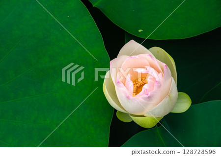 花蕾的光彩 花蕾的光彩 128728596