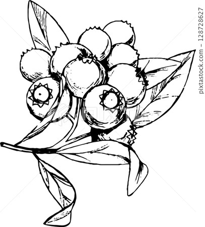 藍莓的鋼筆插圖2 藍莓的鋼筆插圖2 128728627