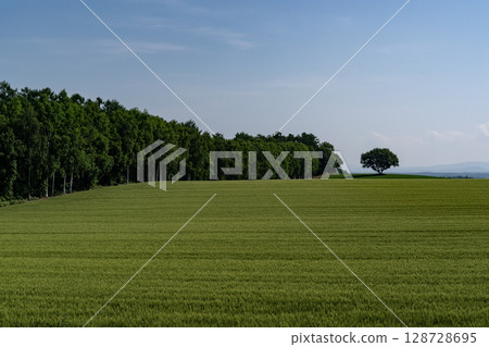 春天的田園風光 128728695