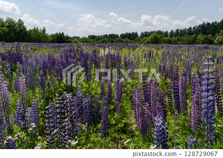 羽扇豆之鄉 羽扇豆之鄉 128729067