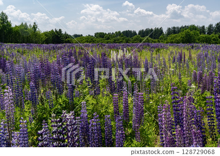 The Land of Lupines 128729068