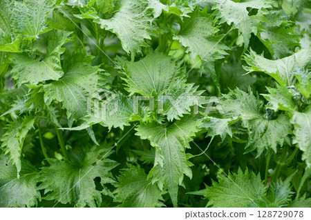 perilla, japanese basil, aojiso 128729078