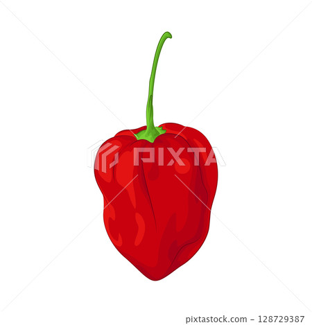 Illustration of Red Chili Pepper Illustration of Red Chili Pepper 128729387
