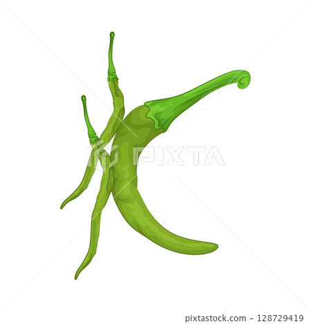 Illustration of Green Chili Pepper  128729419