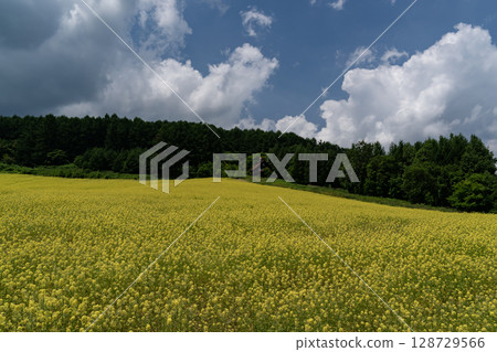 Miku的山 128729566