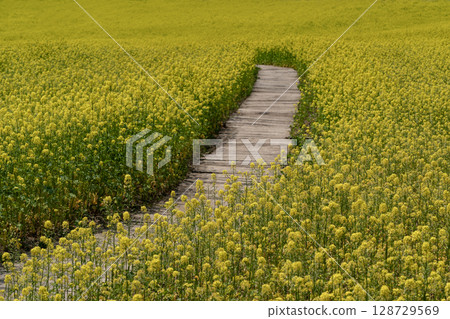 Miku的山 128729569