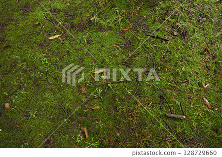 Background texture of lush, moist moss wet with rain 128729660