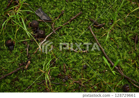 Background texture of lush, moist moss wet with rain 128729661