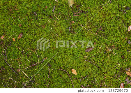 Background texture of lush, moist moss wet with rain Background texture of lush, moist moss wet with rain 128729670