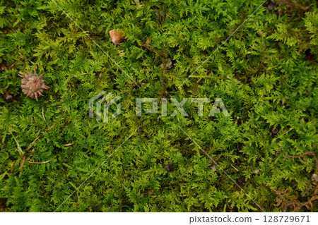 雨水打濕的茂盛潮濕苔蘚的背景紋理 128729671