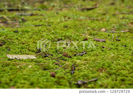 Background texture of lush, moist moss wet with rain 128729729