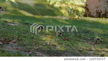 Pecking three goslings wandering on grassy park lawn with fallen leaves beside adult goose 128729757