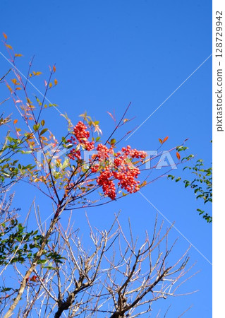 Bright red nanten berries shining against the blue sky [Tsukui, Sagamihara City, December] 128729942