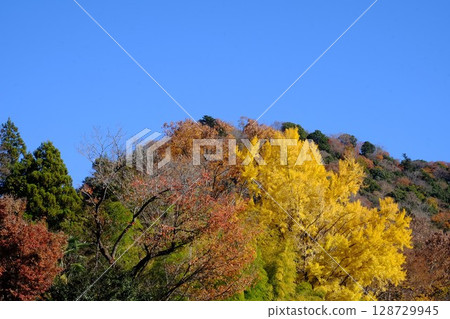 藍天白山與黃色銀杏葉交相輝映 [相模原市津久井，十二月] 128729945