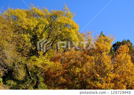 Deciduous trees, yellow leaves under blue sky [Tsukui, Sagamihara City, December] 128729948