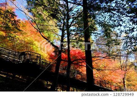 Autumn leaves walking path [Tsukui, Sagamihara City, December] 128729949