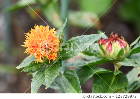 Safflower Safflower 128729972