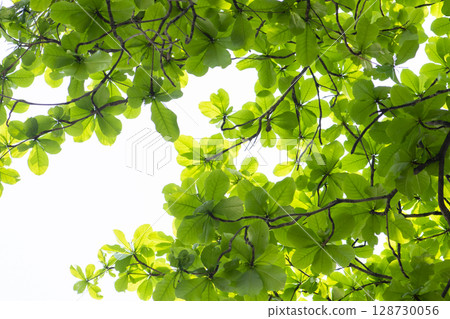 fresh green spring leaves background fresh green spring leaves background 128730056