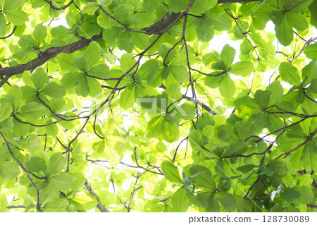 fresh green spring leaves background fresh green spring leaves background 128730089