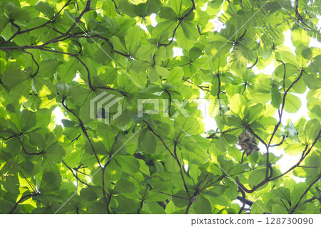 fresh green spring leaves background 128730090