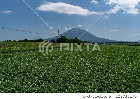 新雪谷的馬鈴薯花盛開 128730176