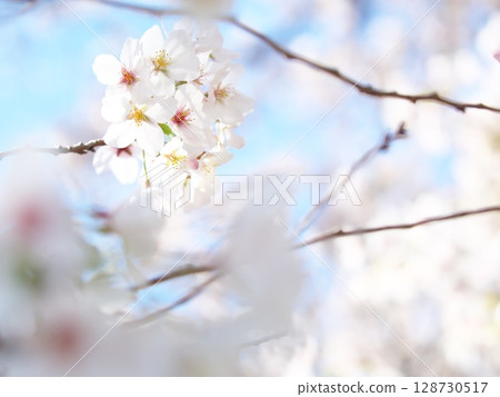 春天盛開的櫻花和藍天 128730517