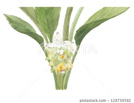 用水彩畫的薑黃花 128730592