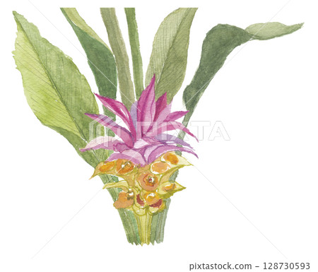 Turmeric flowers painted in watercolor 128730593