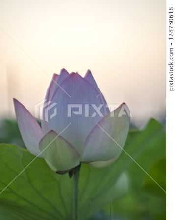 Lotus buds dyed in the morning sun 128730618