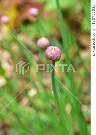 韭菜芽 韭菜芽 128732033