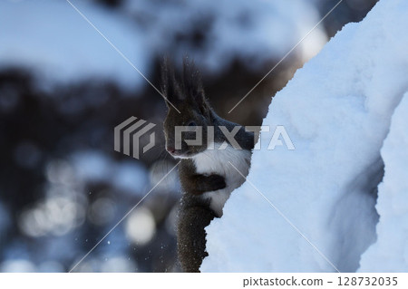A winter squirrel holds its hand over its chest A winter squirrel holds its hand over its chest 128732035