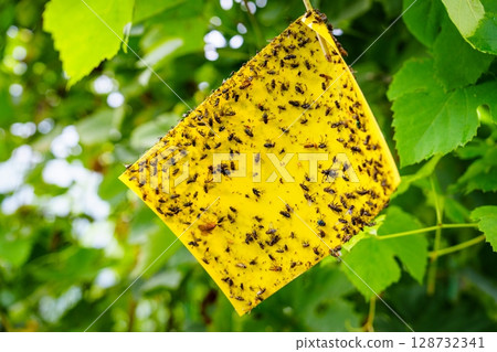 Yellow Sticky Trap Hanging in Garden Effective Pest Control and Insect Management Solution 128732341
